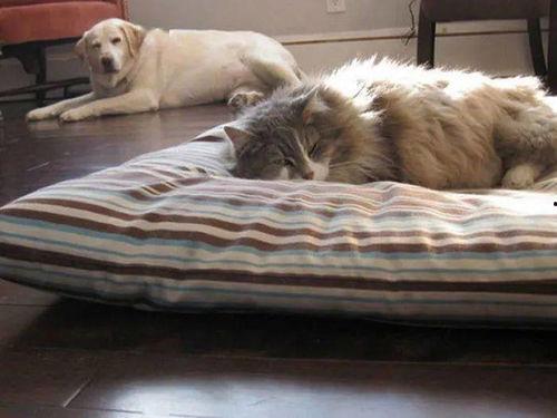 娱乐吃瓜酱狗狗打猫咪